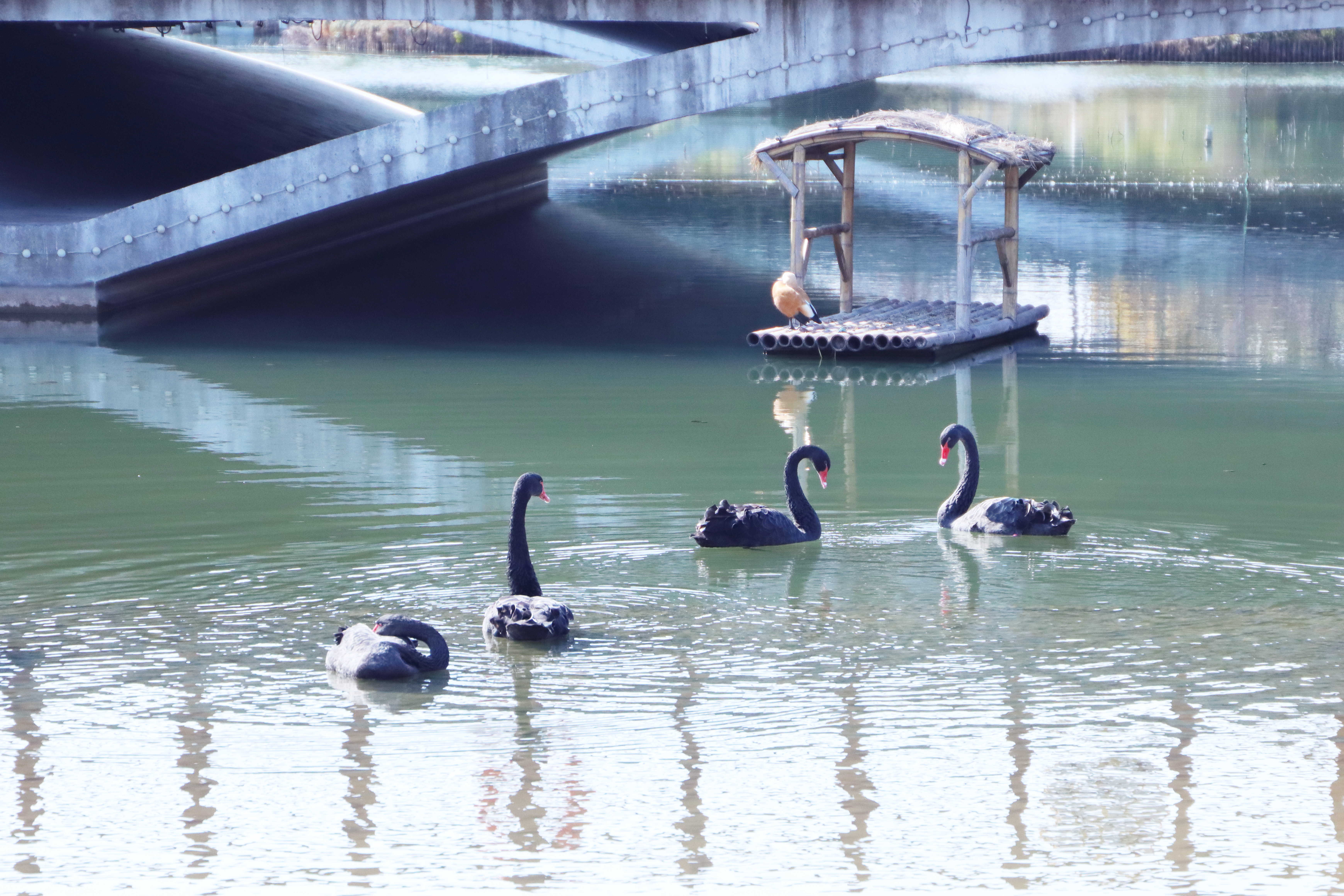 bat365官网护理学院吴静教授夫妇荣获“上海市教育系统第十五届比翼双飞模范佳侣”称号